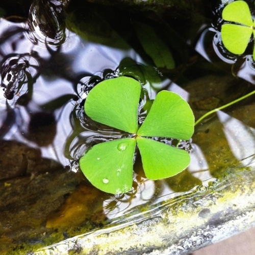 Water Plants Melbourne Water Plants for Fish Ponds